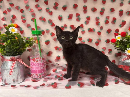 YELLOW, an adoptable Domestic Short Hair in Fairfield, CA
