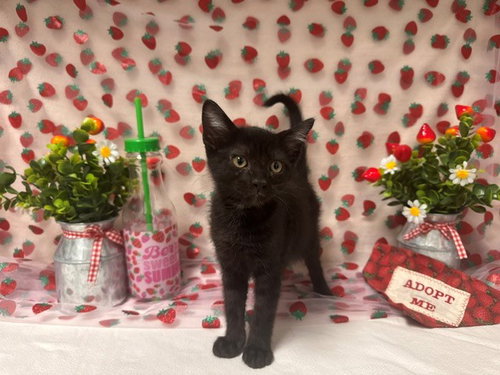 CASPIAN, an adoptable Domestic Short Hair in Fairfield, CA