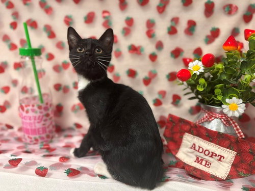 LAMINE, an adoptable Domestic Short Hair in Fairfield, CA