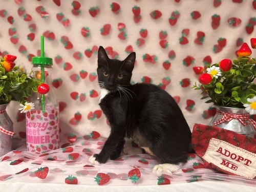 KANE, an adoptable Domestic Short Hair in Fairfield, CA