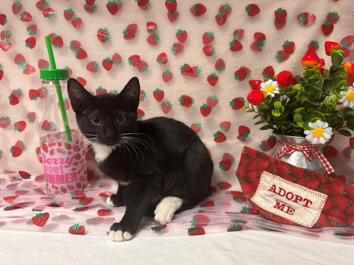 OLISE, an adoptable Domestic Short Hair in Fairfield, CA