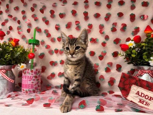MILO, an adoptable Domestic Short Hair in Fairfield, CA