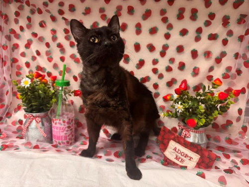 PANKO, an adoptable Domestic Medium Hair in Fairfield, CA