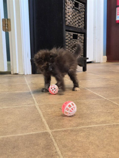 Piper