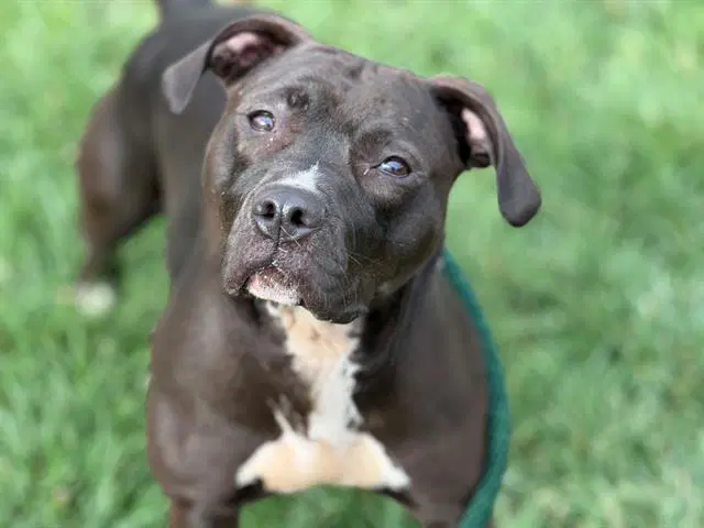 Rosie - Pit Bull Terrier
