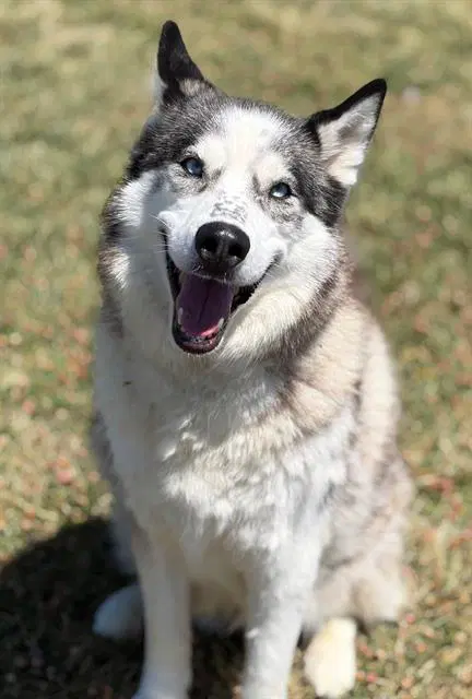 Bonnie - Siberian Husky
