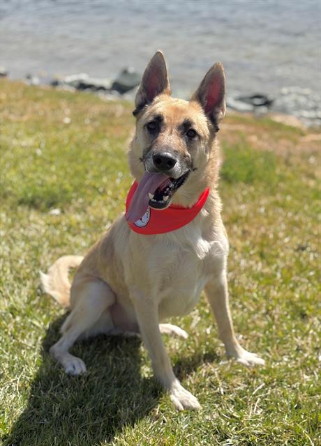 picture of the dog needing adoption