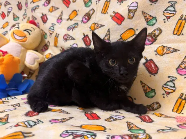 Wibble - Domestic Short Hair