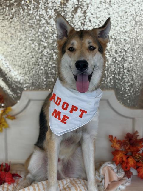 picture of the dog needing adoption