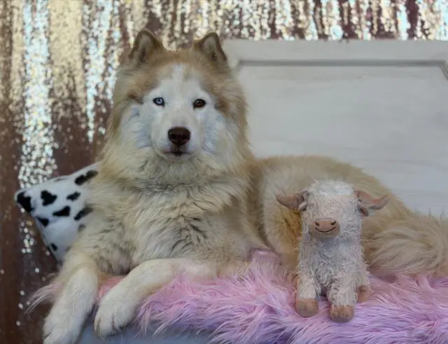 Nala - Alaskan Malamute