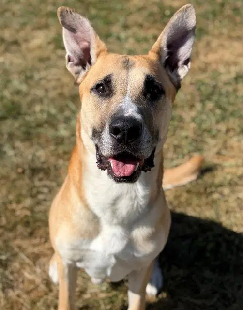 Pluto - German Shepherd Dog