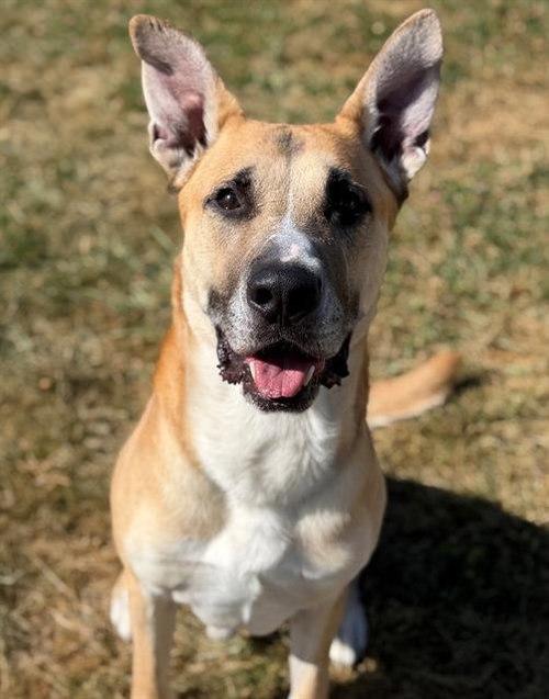 picture of the dog needing adoption