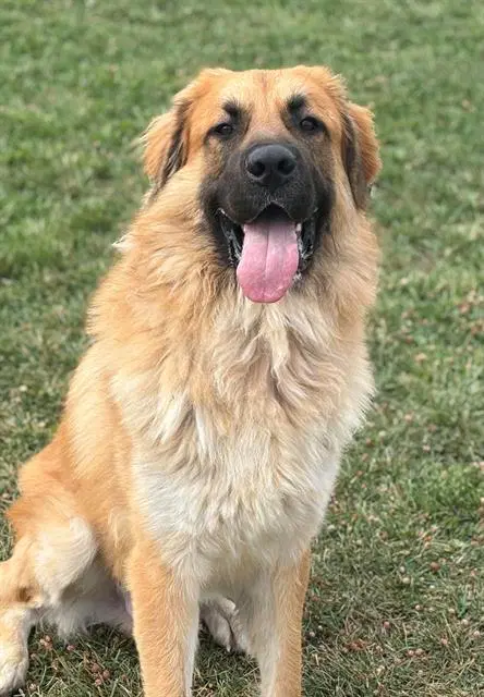 Simba - Leonberger