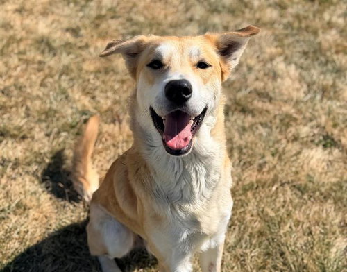 picture of the dog needing adoption