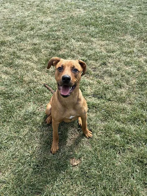 Bucket - Rhodesian Ridgeback