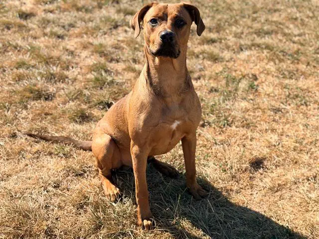 Bucket - Rhodesian Ridgeback