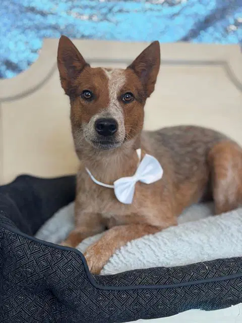 Todd - Australian Cattle Dog/Blue Heeler