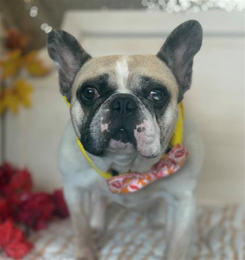 picture of the dog needing adoption
