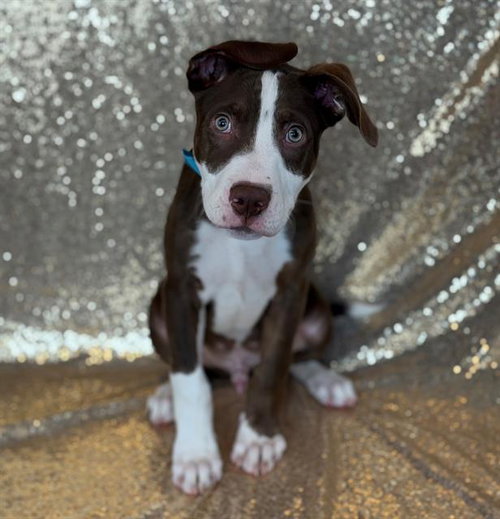 picture of the dog needing adoption