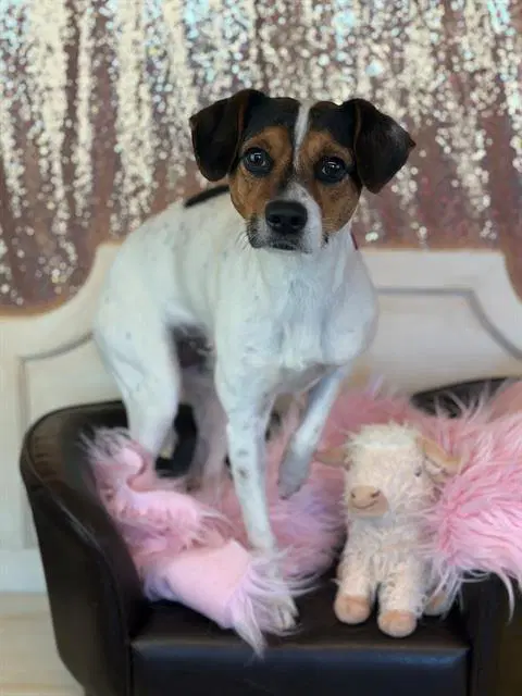 Dax - Jack Russell Terrier (Parson Russell Terrier)