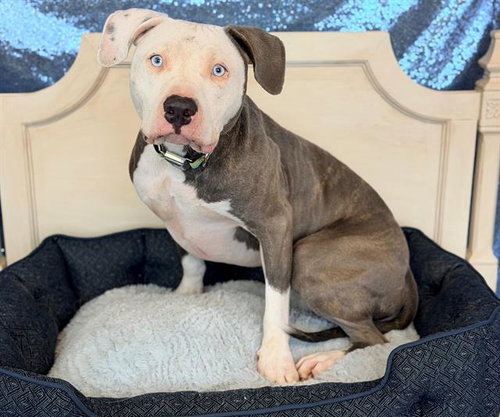 picture of the dog needing adoption
