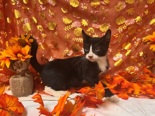 Cramer - Domestic Short Hair