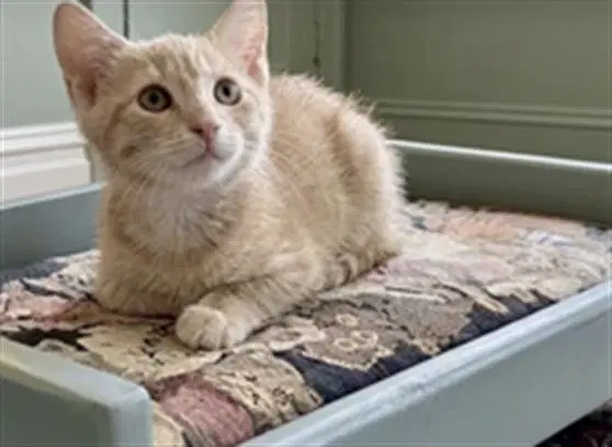 Odysseus - Domestic Short Hair