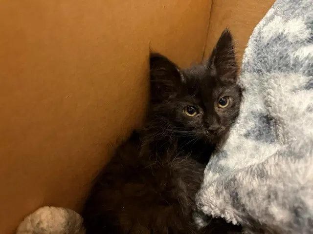 Jethro - Domestic Medium Hair