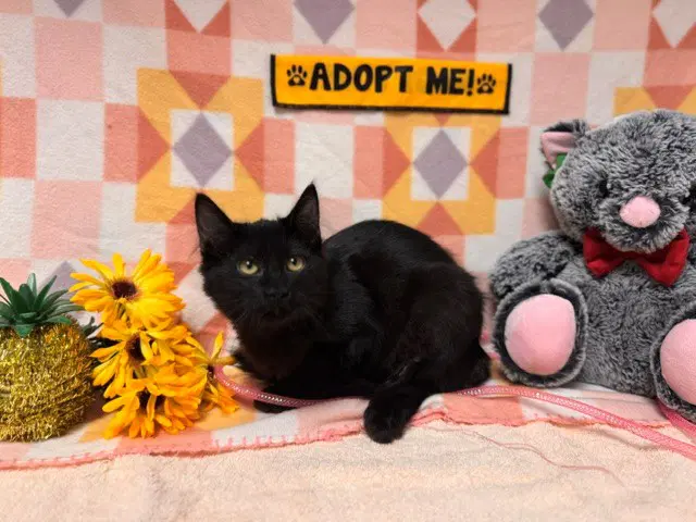 Jethro - Domestic Medium Hair