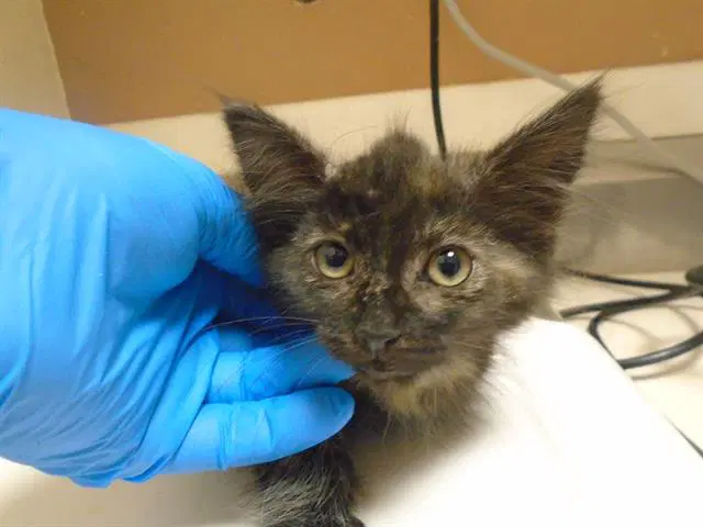 Jennie - Domestic Short Hair