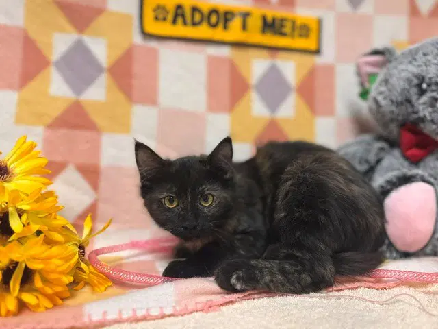 Jennie - Domestic Short Hair