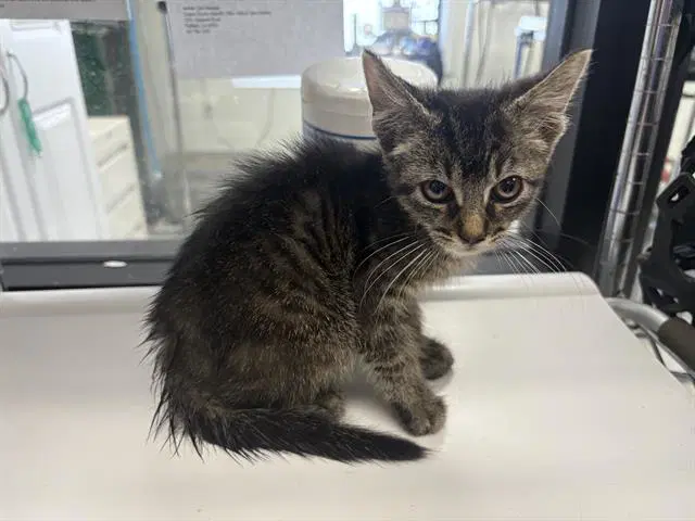 Manny - Domestic Short Hair