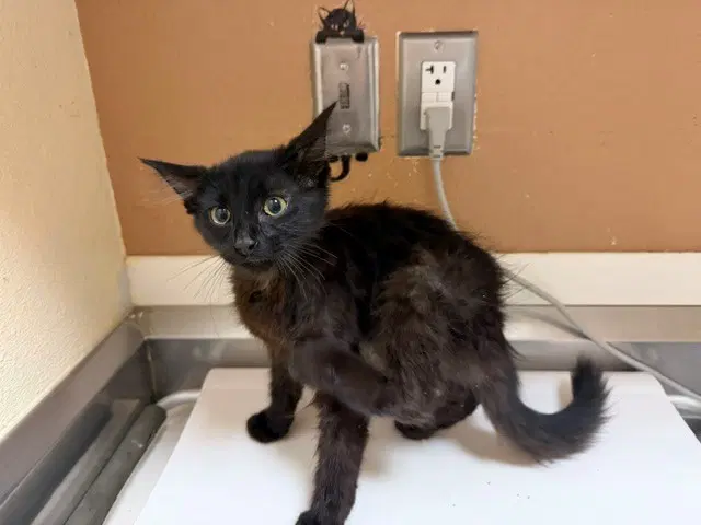 Jerry - Domestic Medium Hair