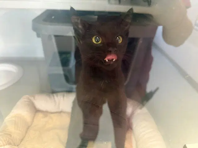 Joey - Domestic Short Hair