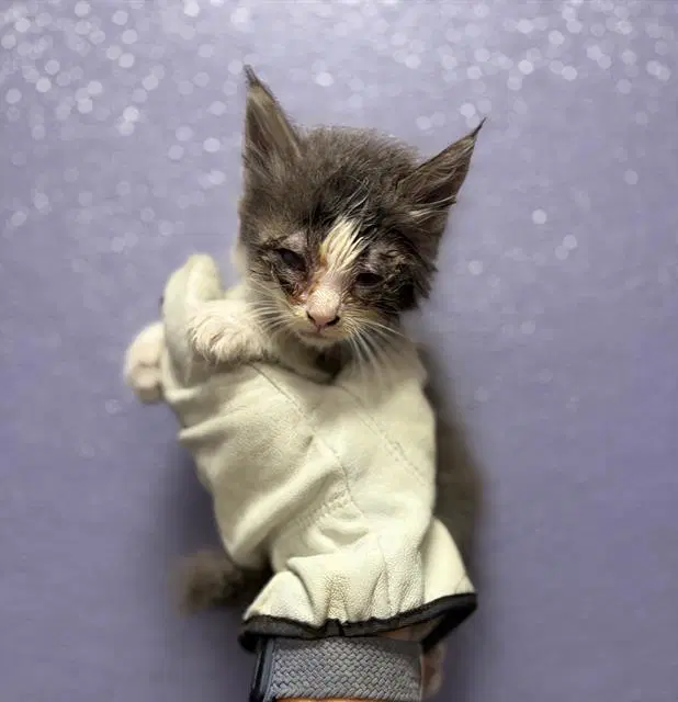 Lionel - Domestic Medium Hair