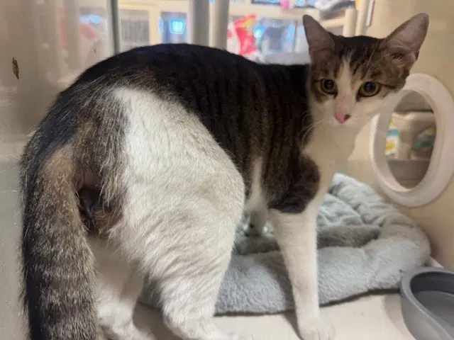 Homie - Domestic Short Hair