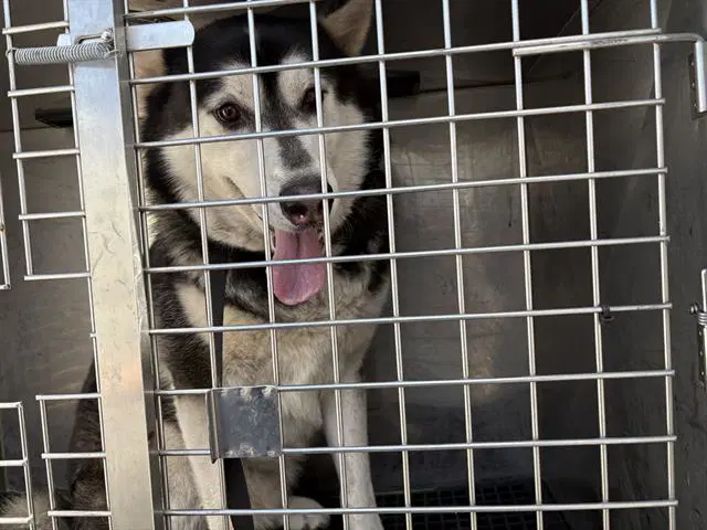 Chestie - Alaskan Malamute