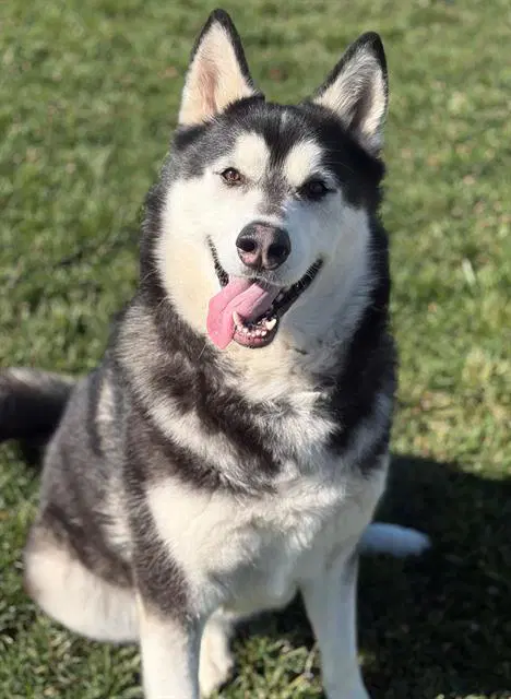 Chestie - Alaskan Malamute