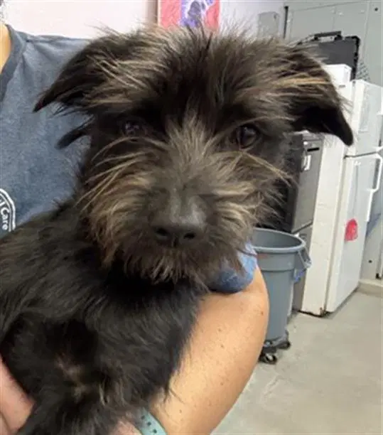 Rocket - Yorkshire Terrier Yorkie