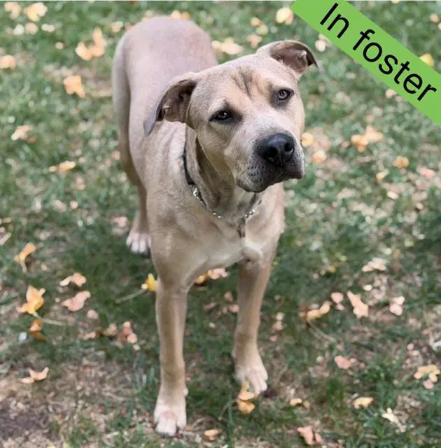 Baloo - Pit Bull Terrier
