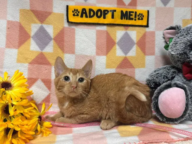Batman - Domestic Short Hair