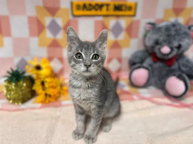 Harry - Domestic Short Hair