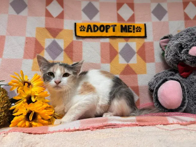 Cleo - Domestic Short Hair
