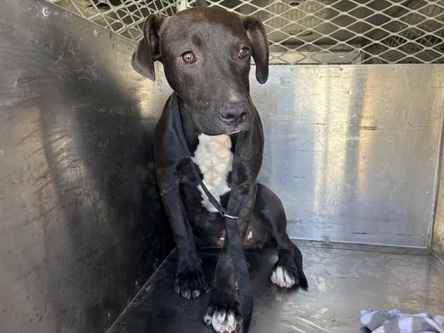 Chocolate - Pit Bull Terrier