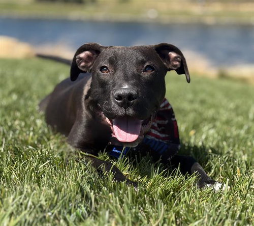picture of the dog needing adoption