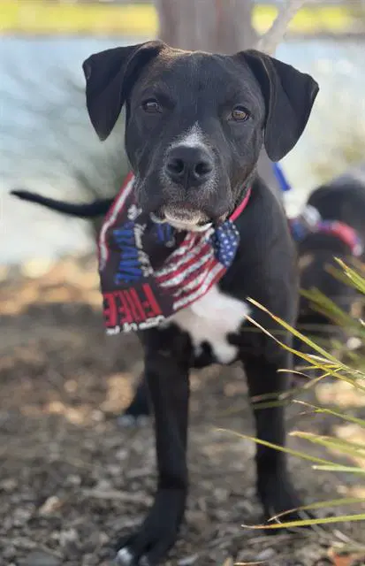 Marmaduke - Pit Bull Terrier