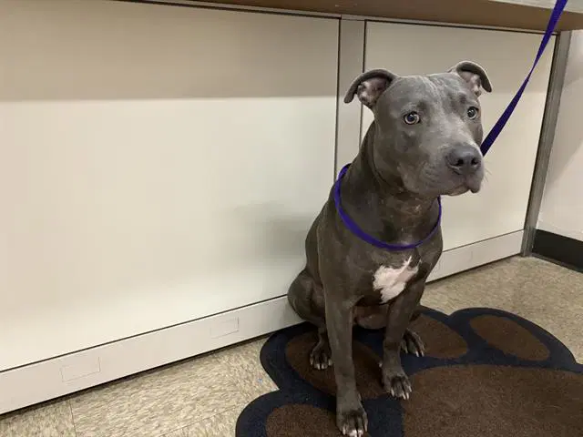 Lilac - Pit Bull Terrier