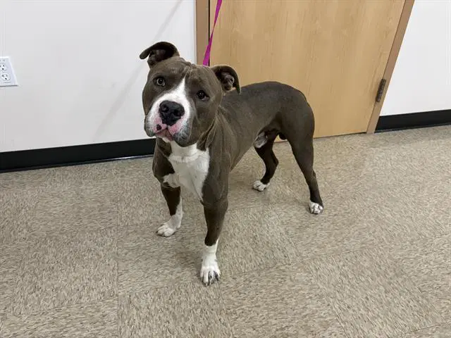 Crash - Pit Bull Terrier