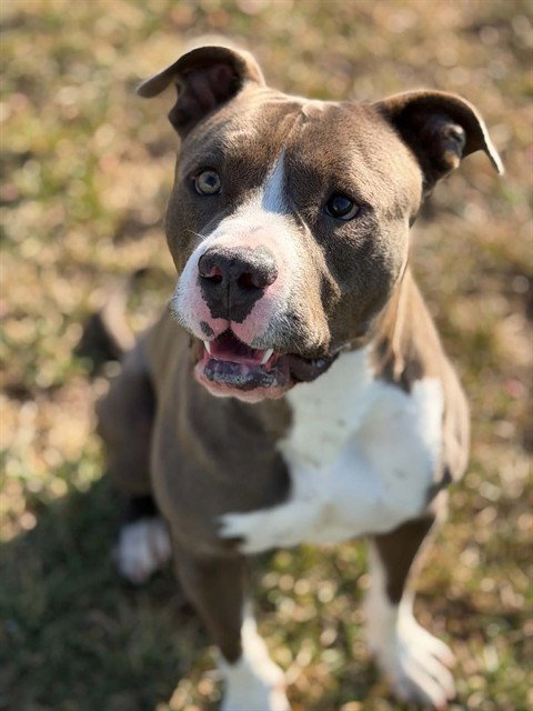 picture of the dog needing adoption