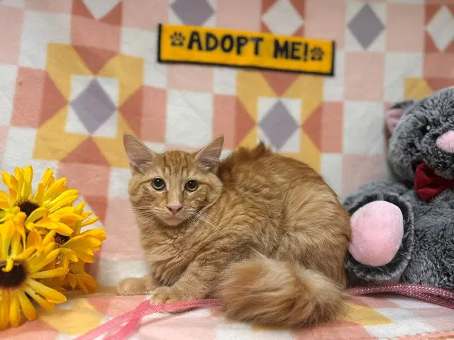 Shiracha - Domestic Short Hair